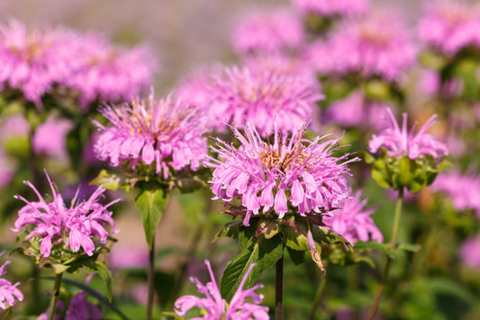 Dwarf Pink Bee Balm seeds Monarda bradburiana producing compact pink blooms