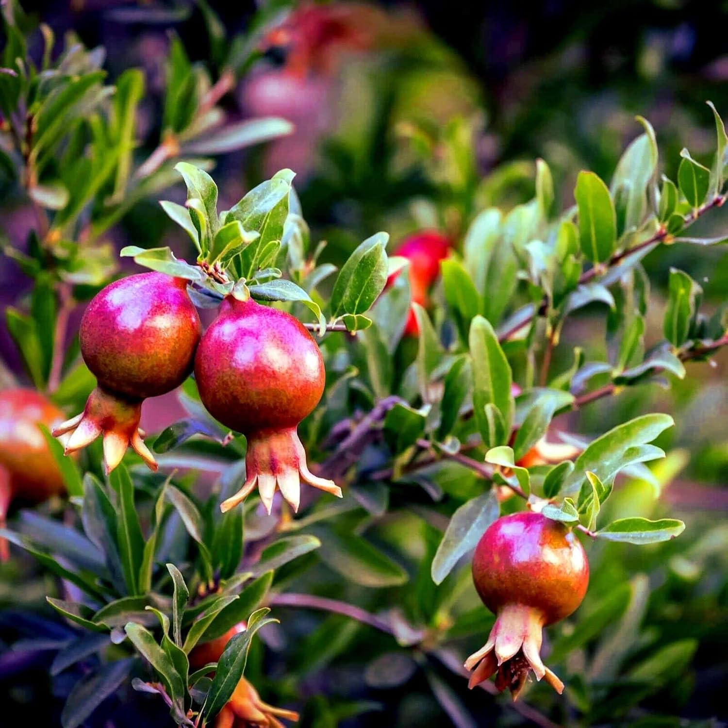 Dwarf pomegranate seeds showing red-orange flowers on compact shrub