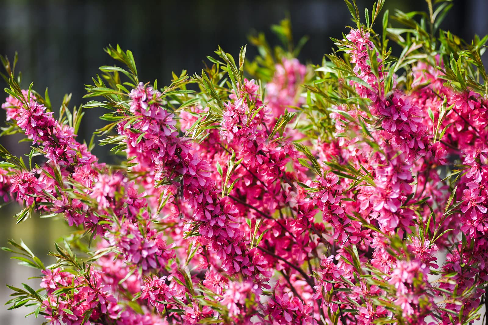 Dwarf Russian Almond used as border shrub