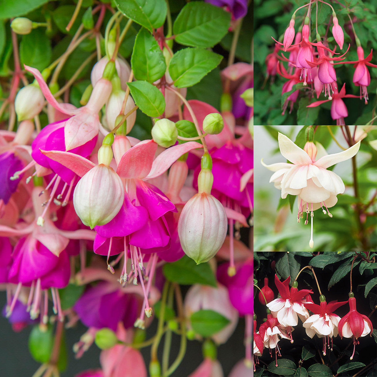 How to Grow Vibrant Pink Fuchsia Flowers