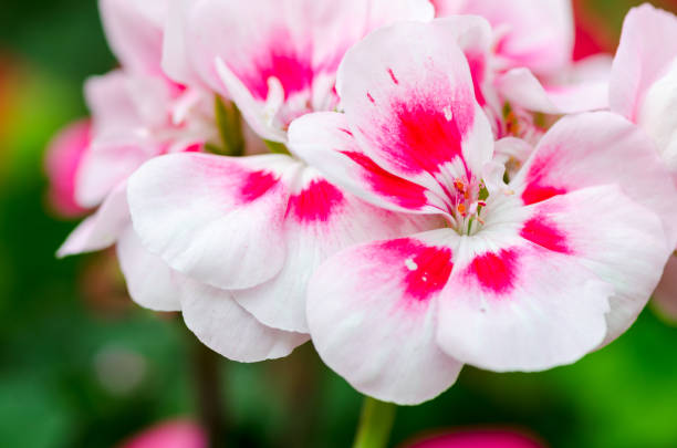 Close-up of vibrant pink and white geranium blooms