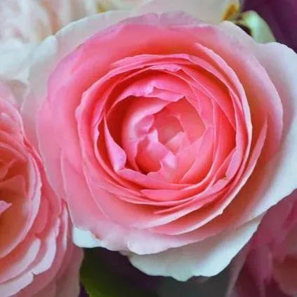 Pink Lonza Gemstone Flower Seeds for Planting – Heirloom, Non-GMO, Sun-Loving Garden Seeds
 
 Sale for planting in home garden.