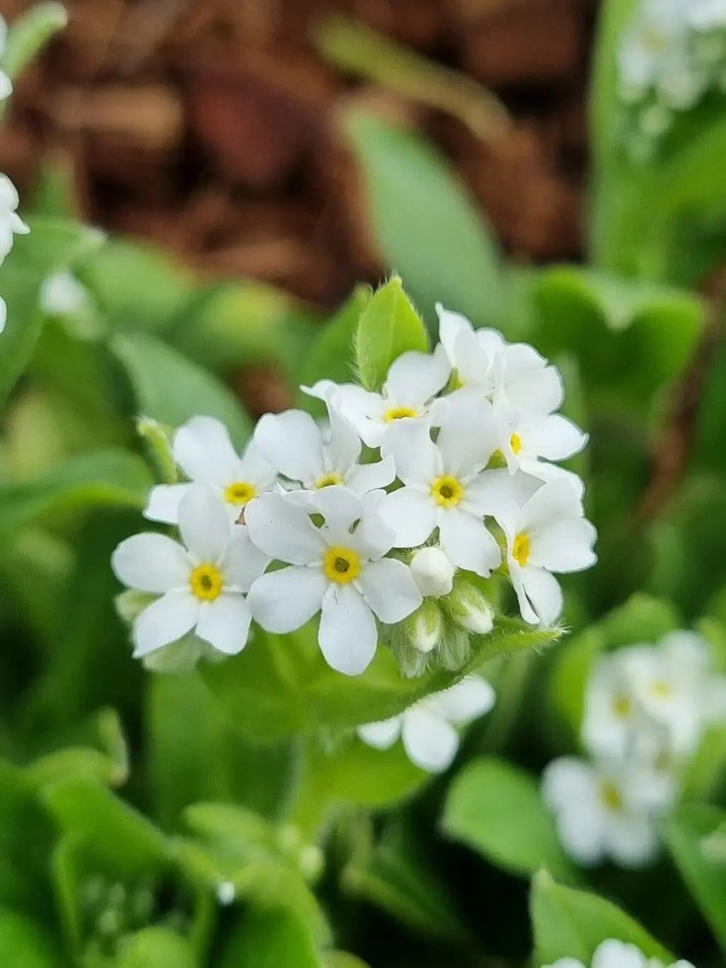 Myosotis (Myosotis Alpestris) seeds for planting in home garden