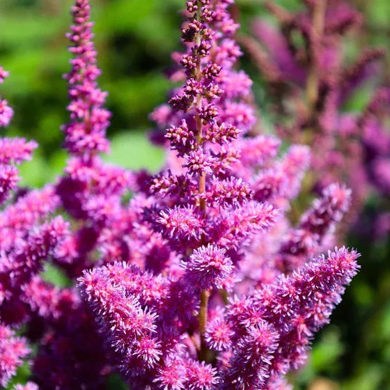 Astilbe Flower Seeds: Planting Violet Blooms Seeds