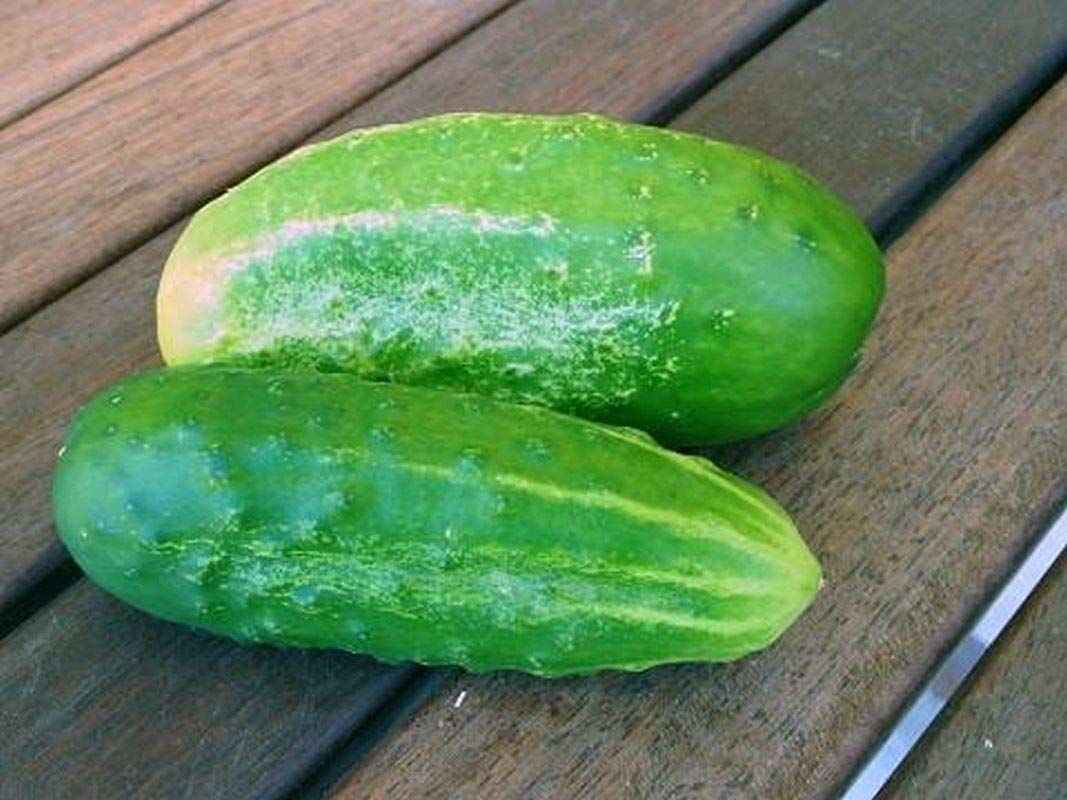 Early Fortune cucumber plants growing in garden