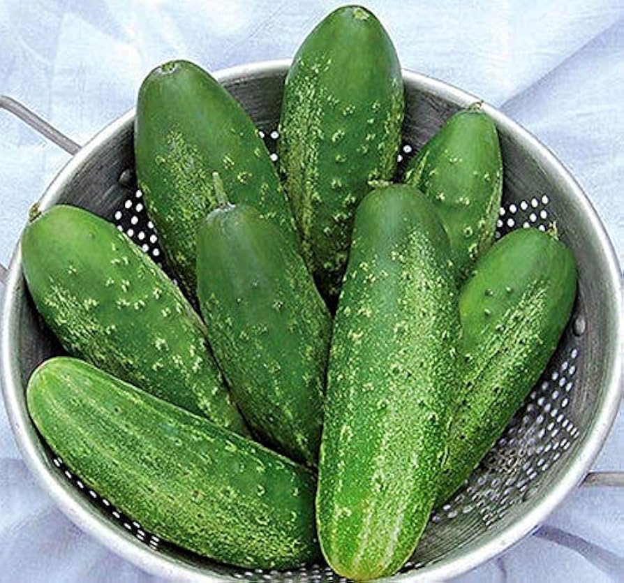 Early Fortune cucumber seeds for planting