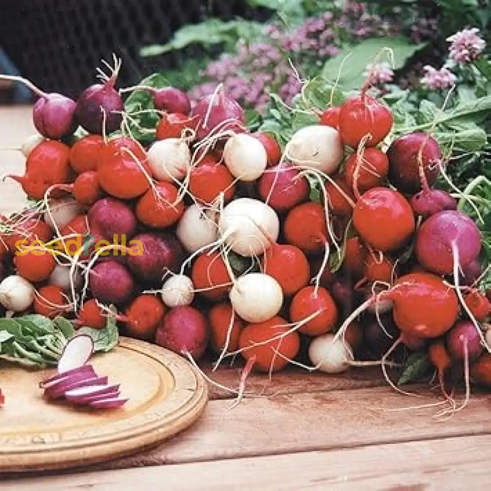 Easter Egg Radish Seeds - Colorful Planting For Vibrant Harvests Vegetable Seeds