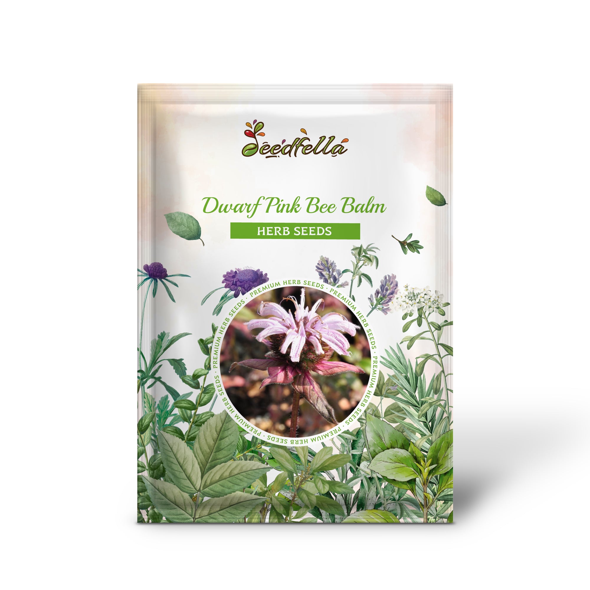 Native Eastern Beebalm grown from non-GMO Dwarf Pink Bee Balm seeds