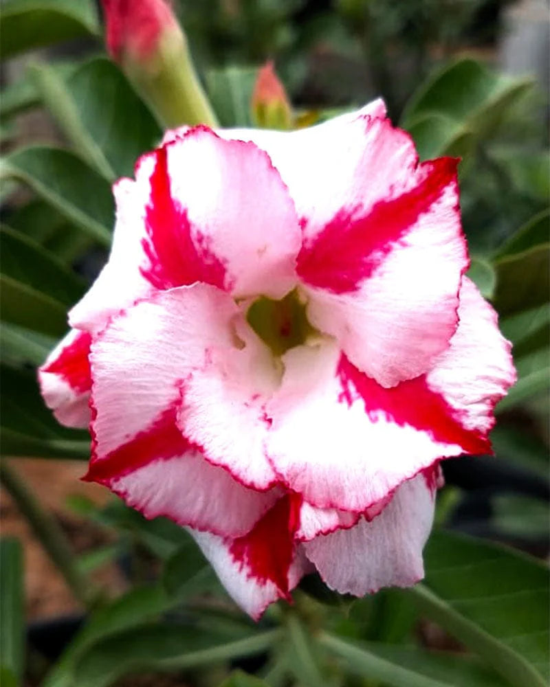 Easy Grow Adenium Obesum Seeds
