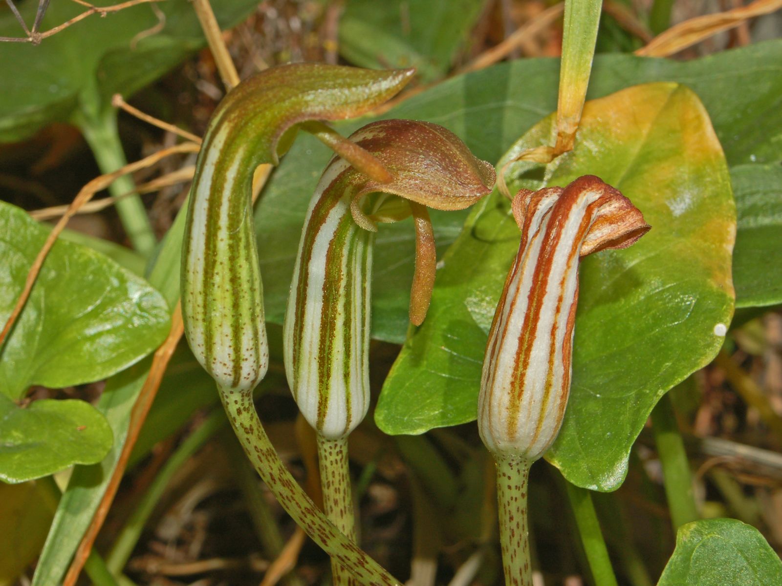 Easy Grow Arisarum Seeds