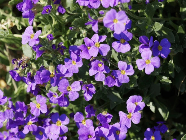 Easy Grow Aubretia Seeds