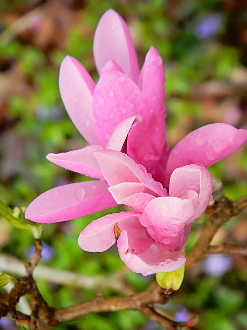 Easy Grow Baby Pink Yulan Seeds