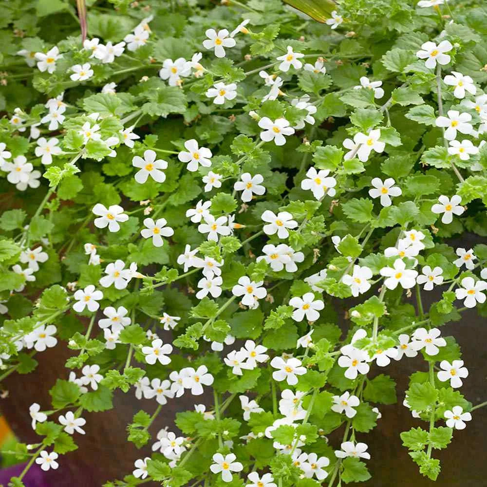 Easy Grow Bacopa Seeds