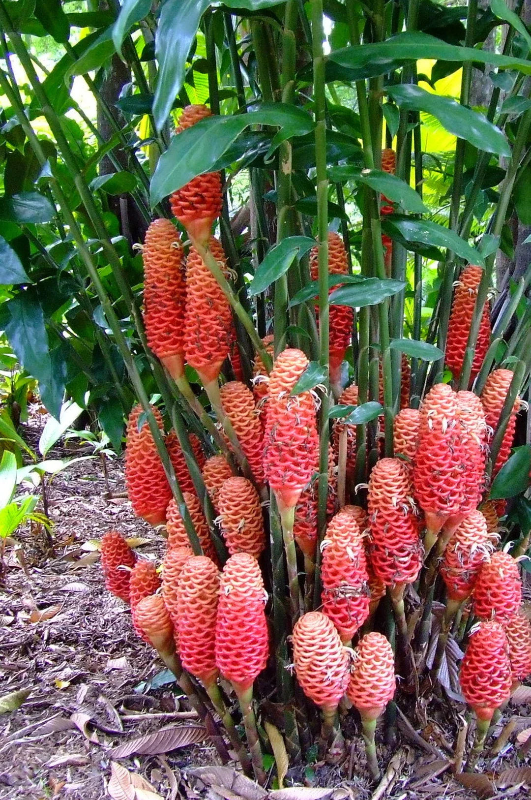 Easy-to-Grow Tropical Beehive Ginger Flower Seeds