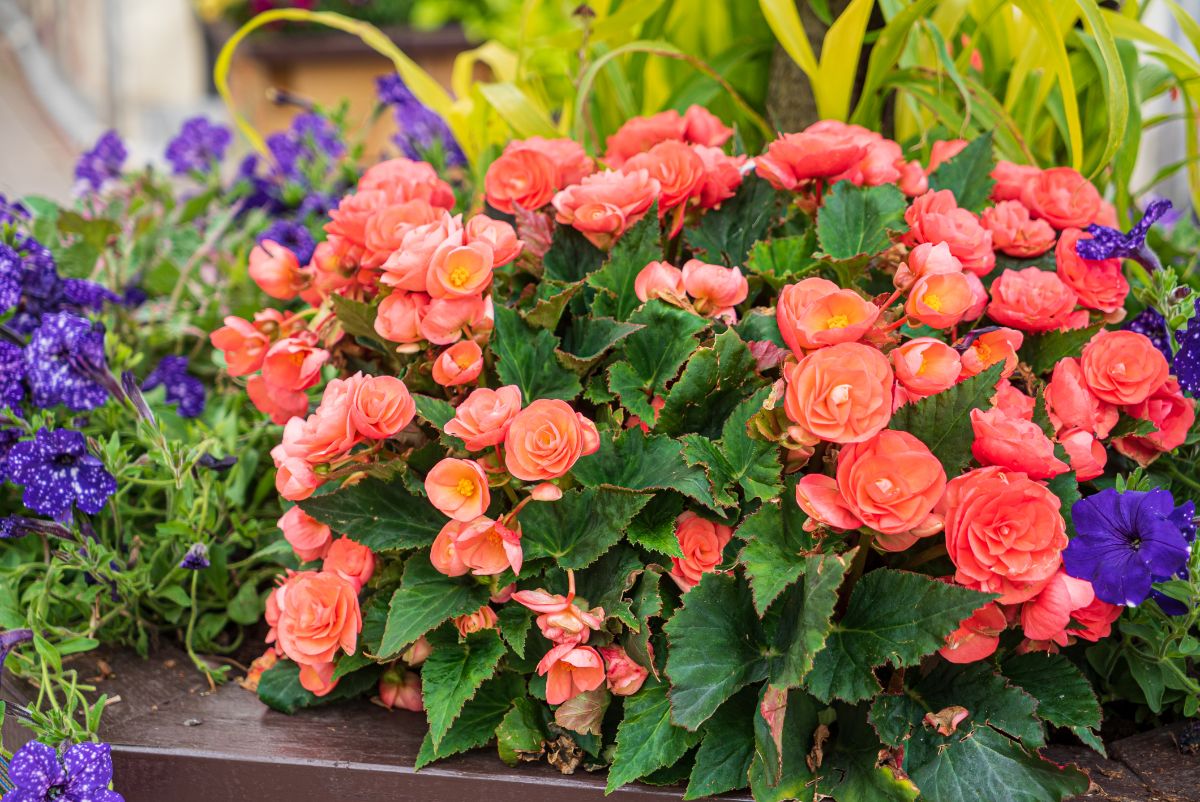 Rieger Begonia Planting Seeds