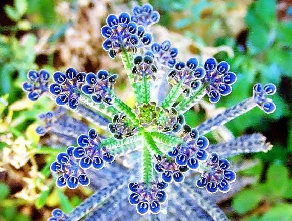 Easy Grow Blue Kalanchoe Seeds