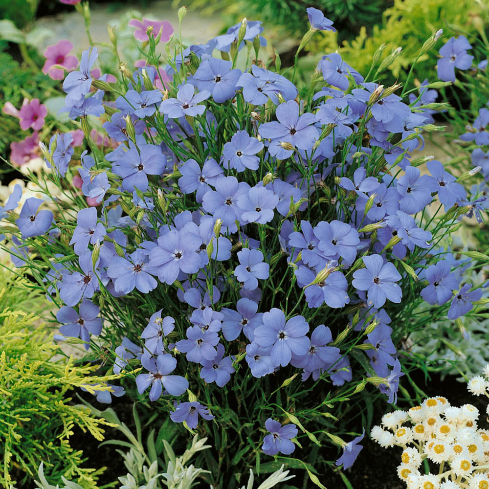 Easy Grow Blue Oculata Seeds