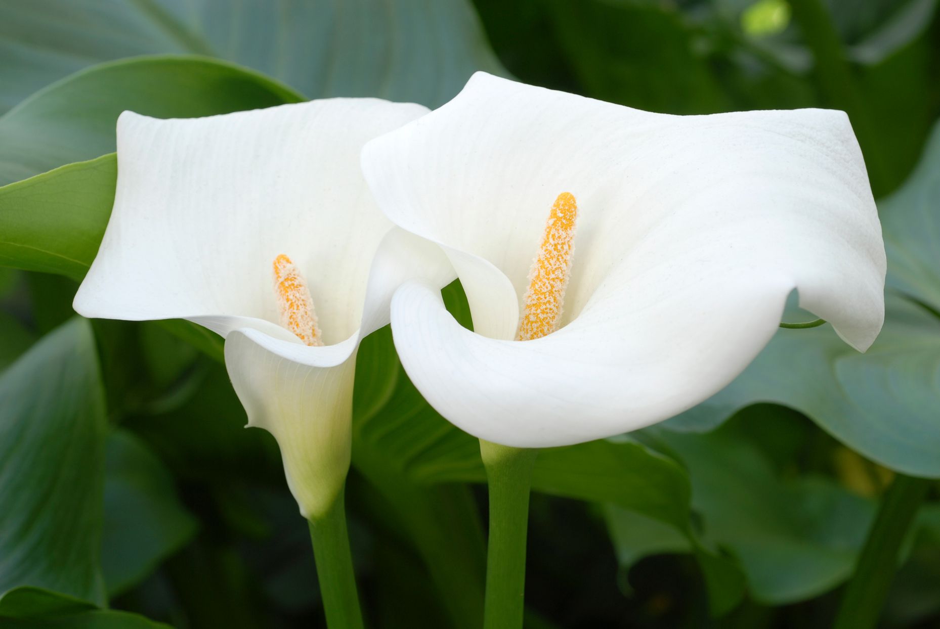 Easy Grow Calla Lily Seeds