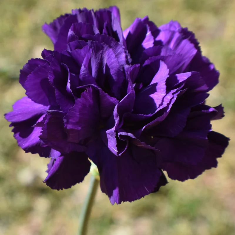 Easy-to-Grow Violet Carnation Flower Seeds
