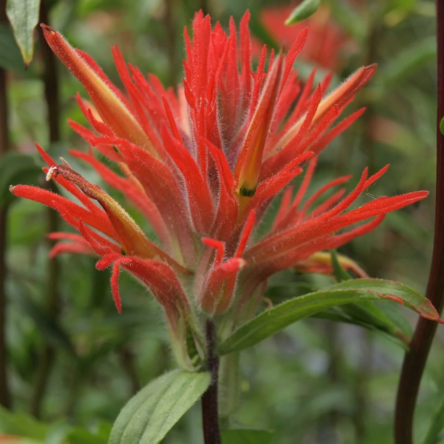 Easy Grow Castilleja Miniata Seeds