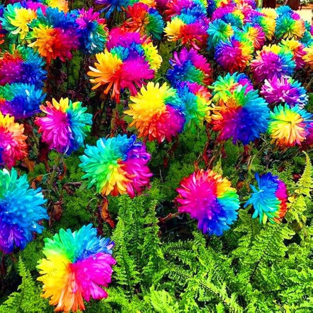 Easy Grow Chrysanthemum Seeds
