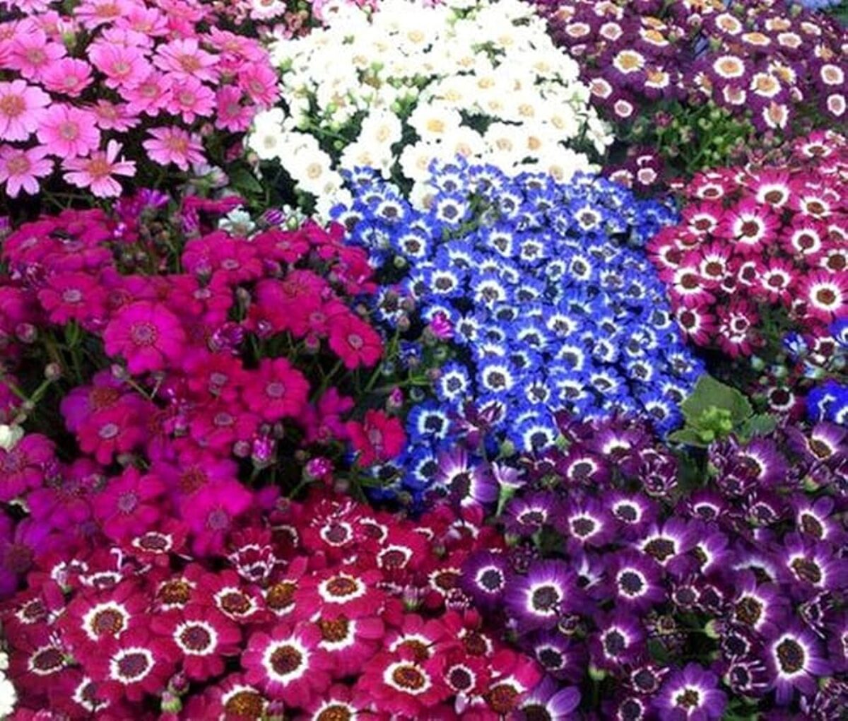 Easy Grow Cineraria Seeds