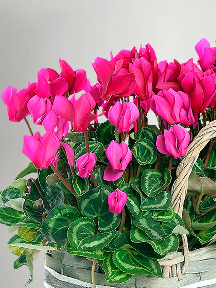 Easy Grow Cyclamen Seeds