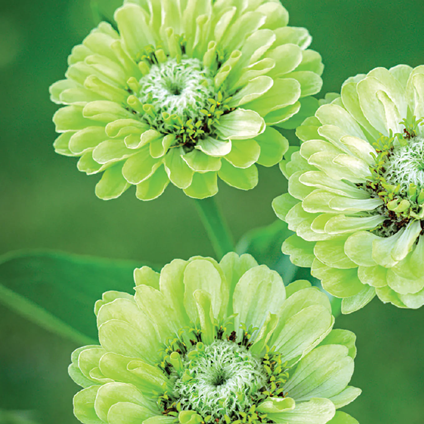 Easy-to-Grow Dark Green Zinnia Flower Seeds
