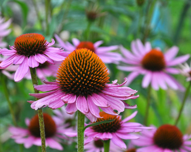 Easy Grow Echinacea Seeds