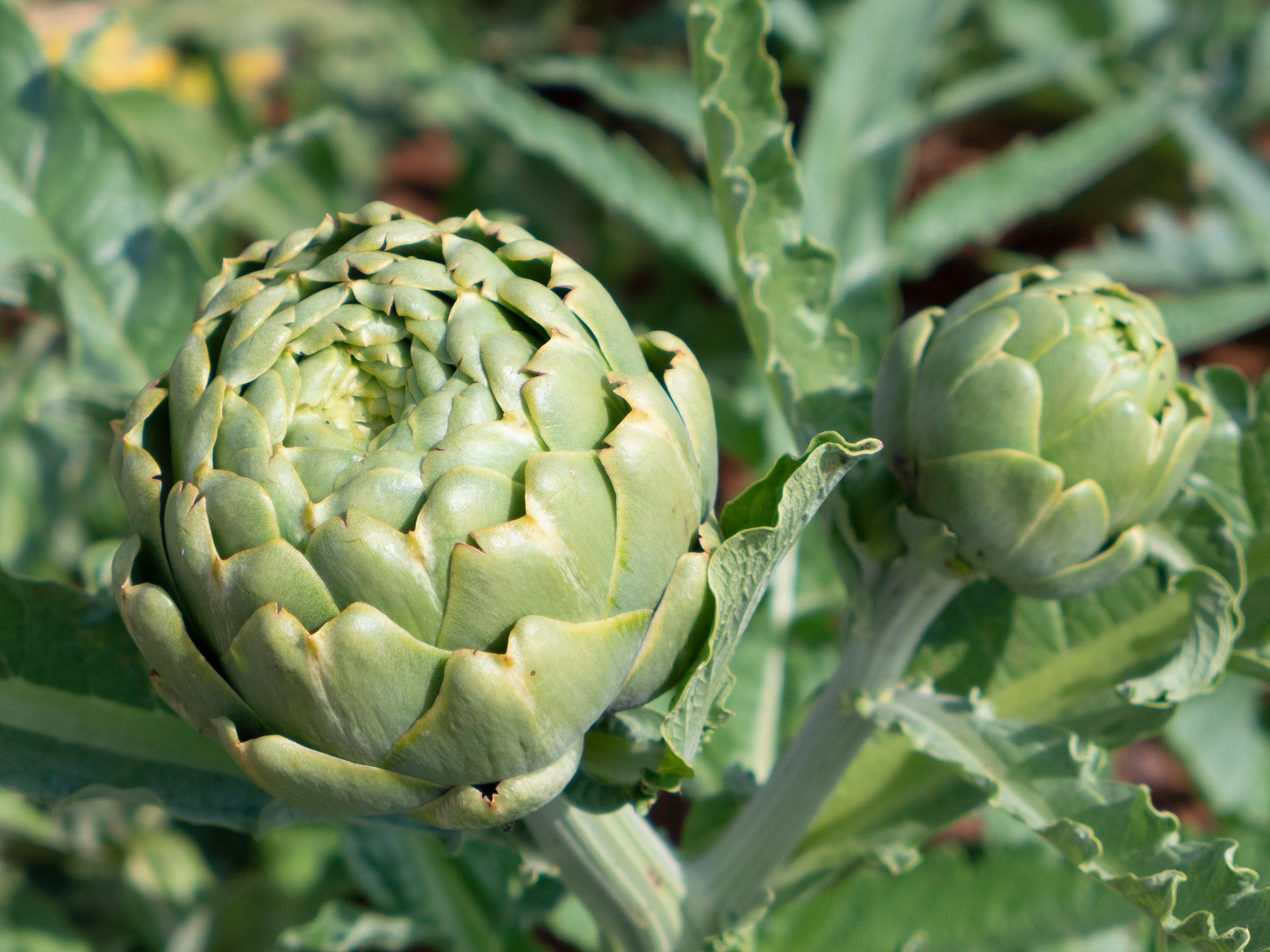Easy Grow Green Artichoke Seeds