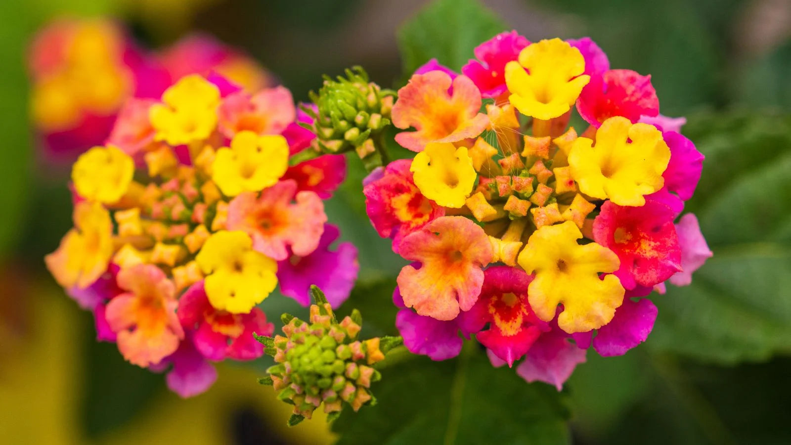 Easy Grow Lantana Mixed Seeds