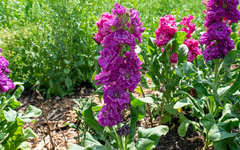 Easy Grow Matthiola Incana Purple Seeds
