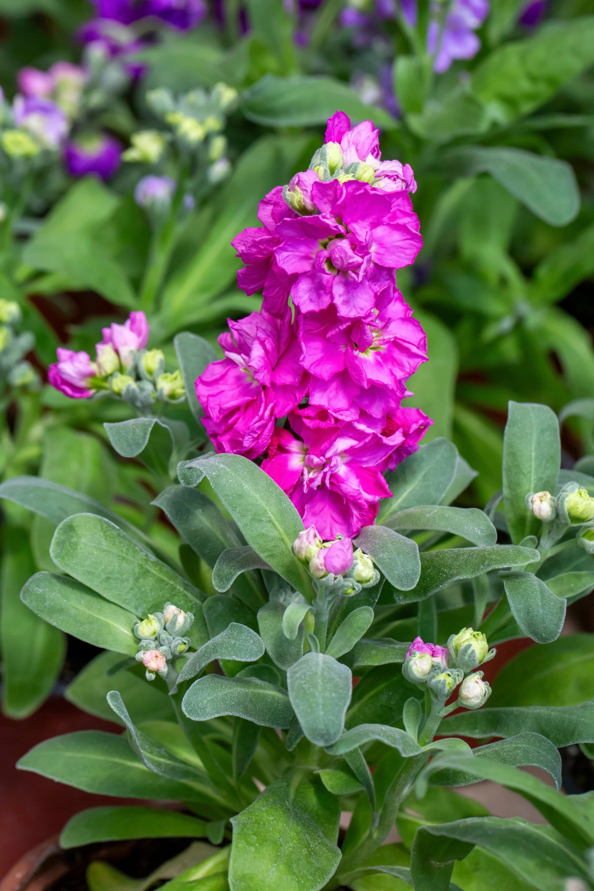 Easy Grow Matthiola Incana Seeds