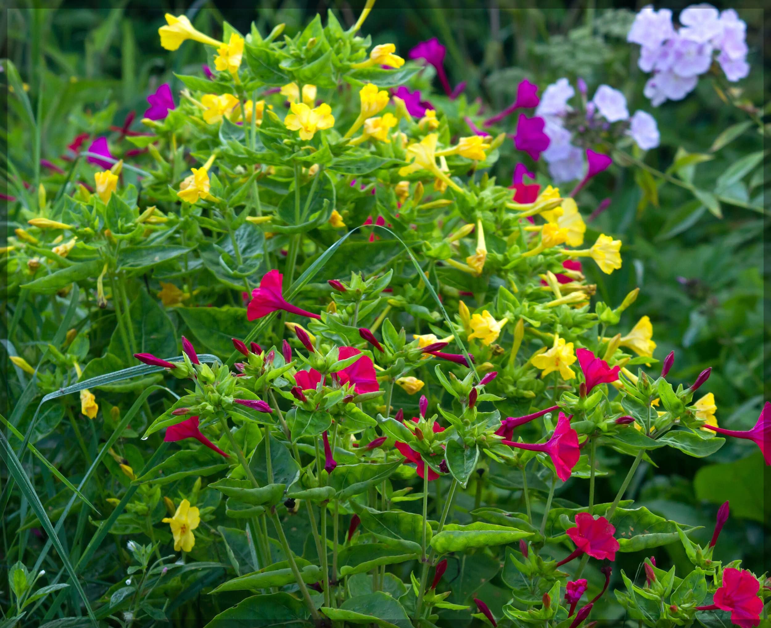 Easy Grow Mirabilis Seeds