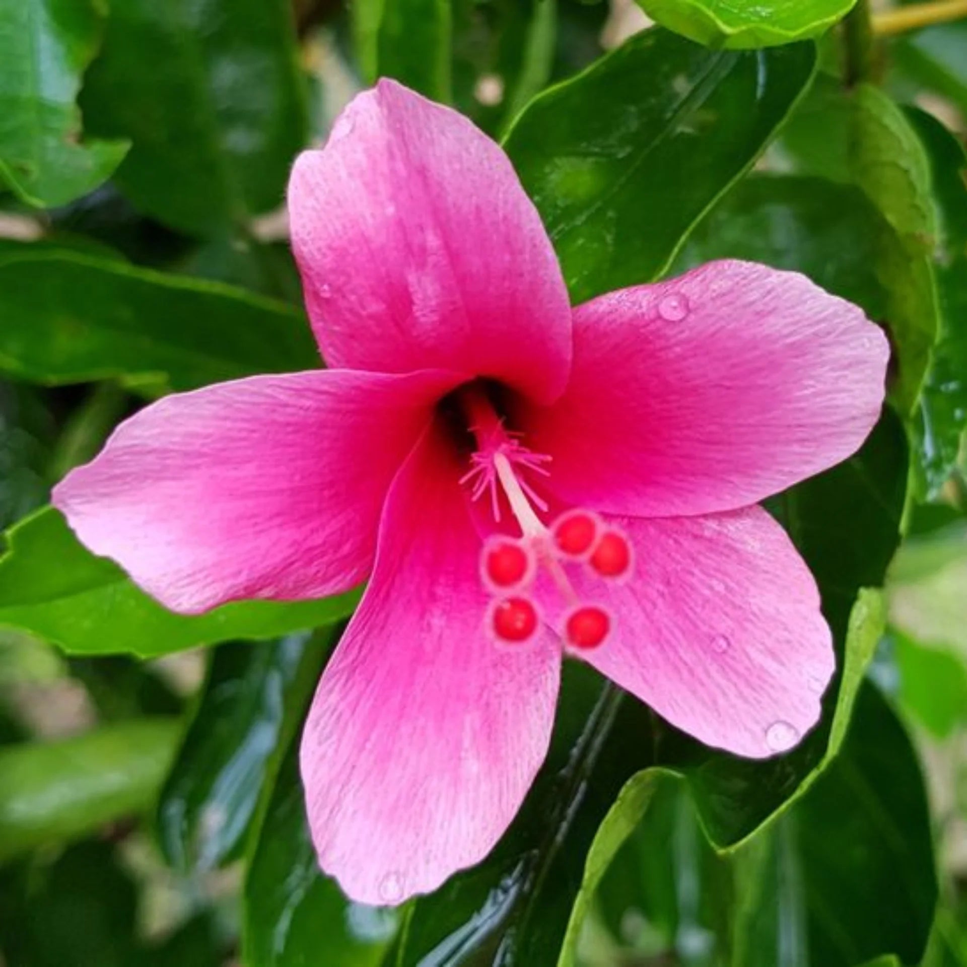 Easy Grow Pink Hibiscus Seeds