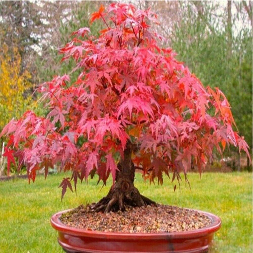 Easy Grow Red Maple Tree Seeds
