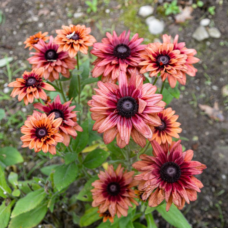 Easy Grow Rudbeckia Sahara Seeds