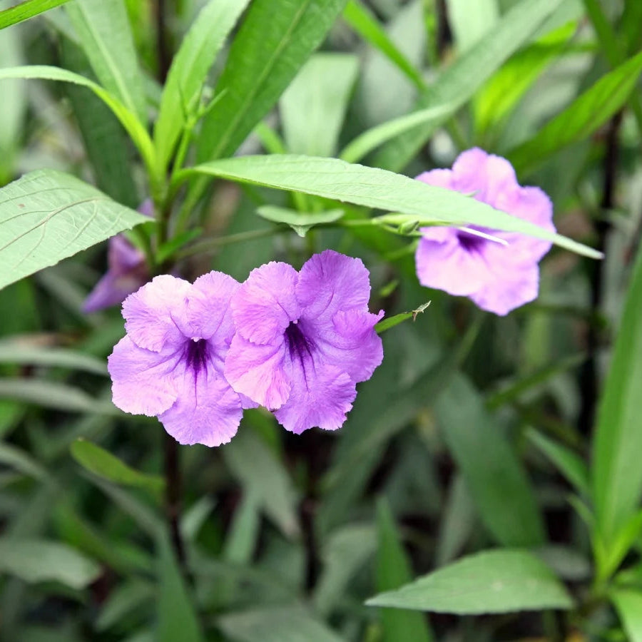 Easy-to-Grow Ruellia Humilis Flower Seeds
