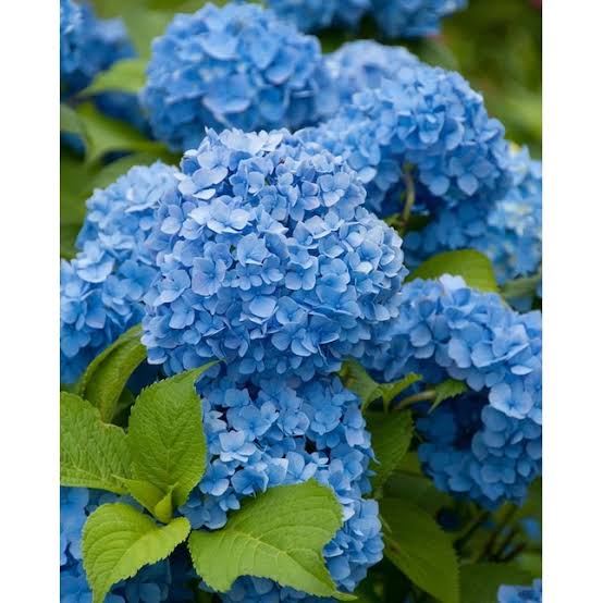 Easy Grow Sea Blue Hydrangea Seeds