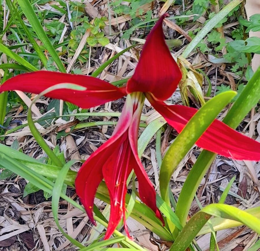 Easy Grow Sprekelia Flower Seeds