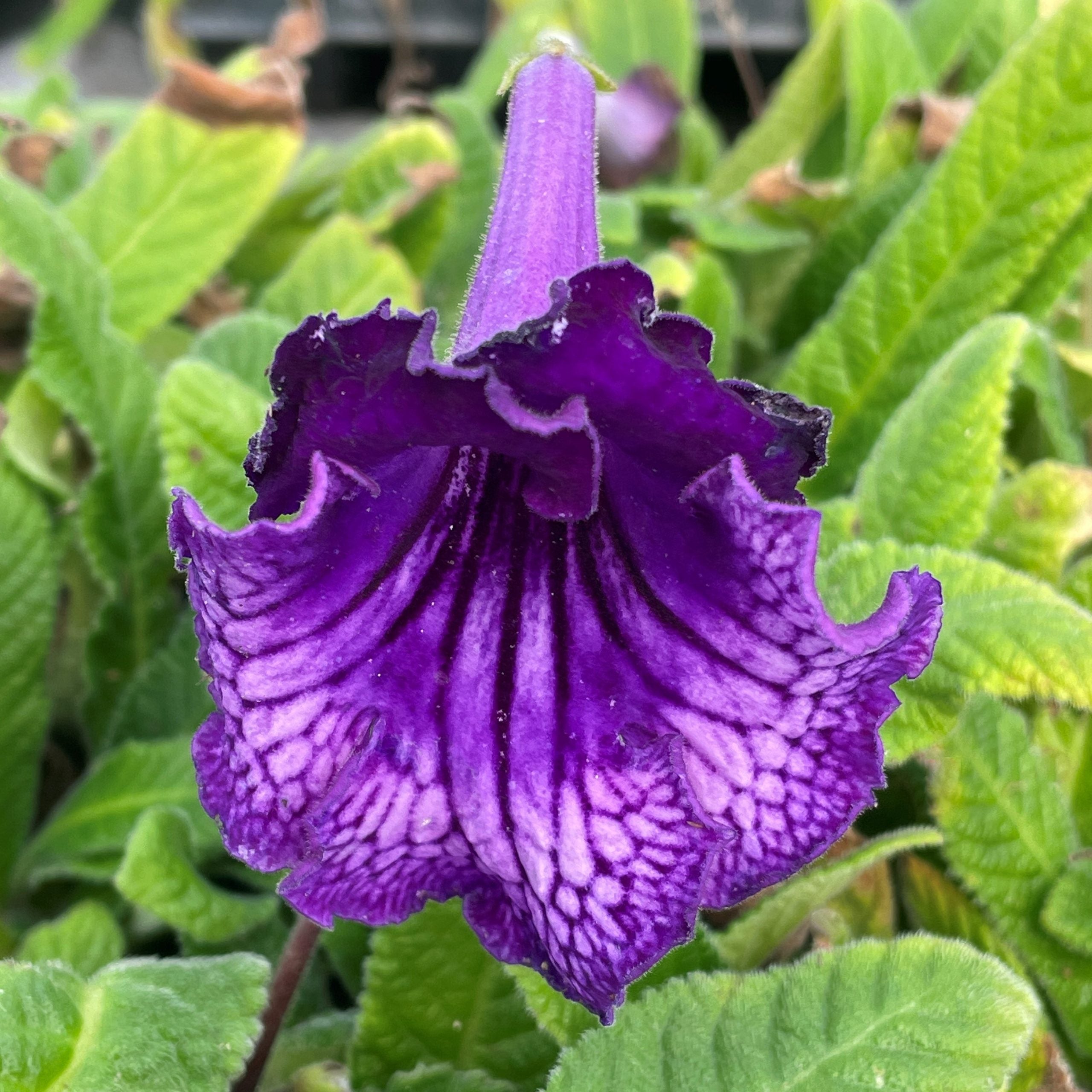 Easy Grow Streptocarpus Seeds