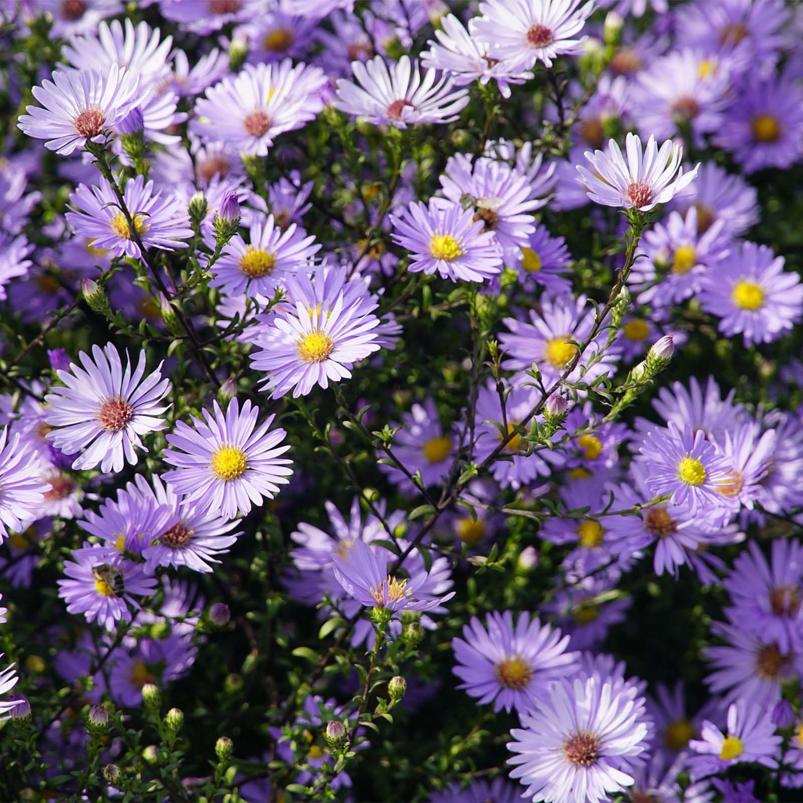 Easy Grow Violet Aster Seeds