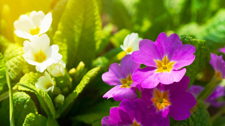 Easy Grow Violet Primrose Seeds