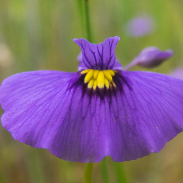 Easy Grow Violet Utricularia Seeds