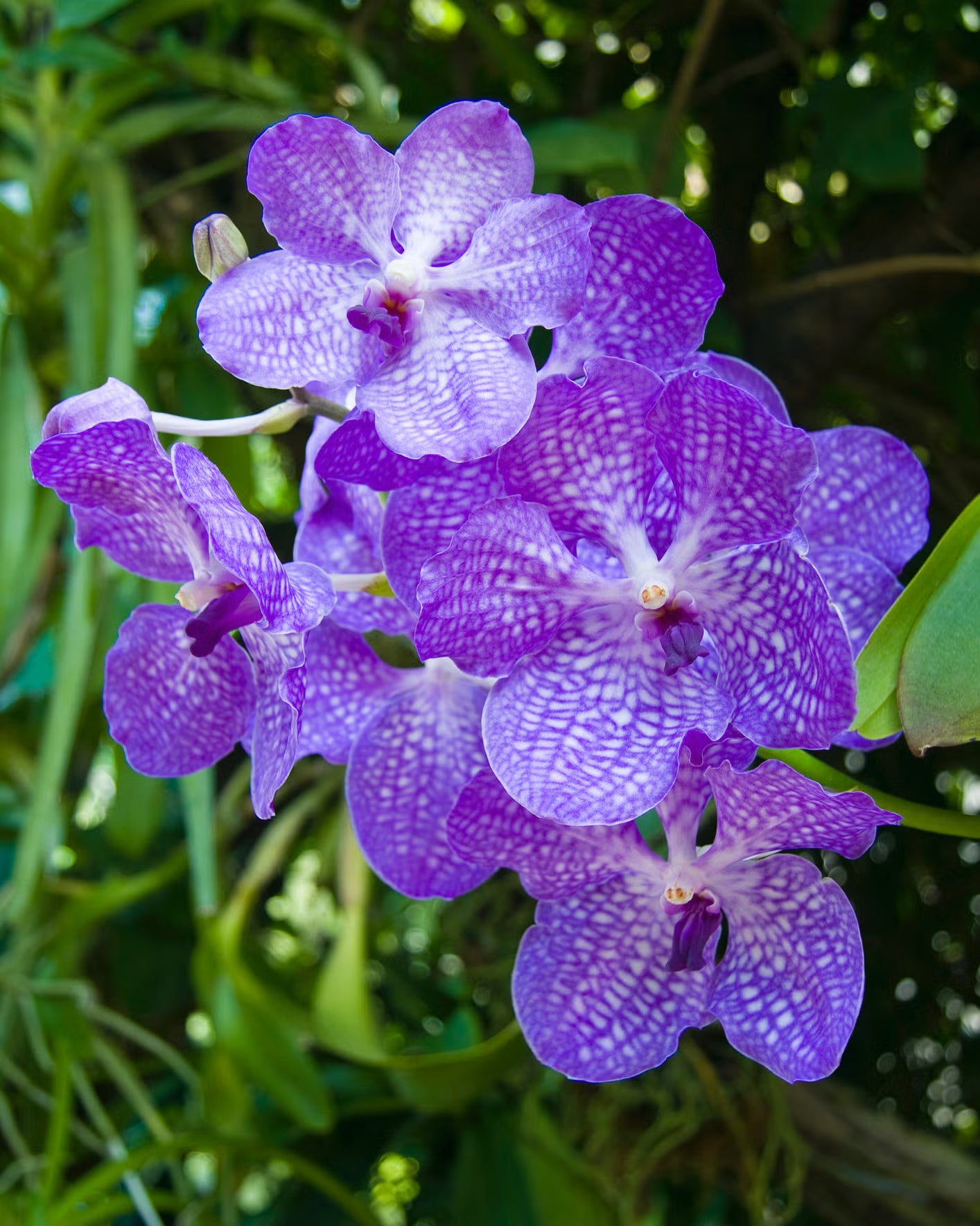Easy Grow Violet Vanda Orchid Seeds