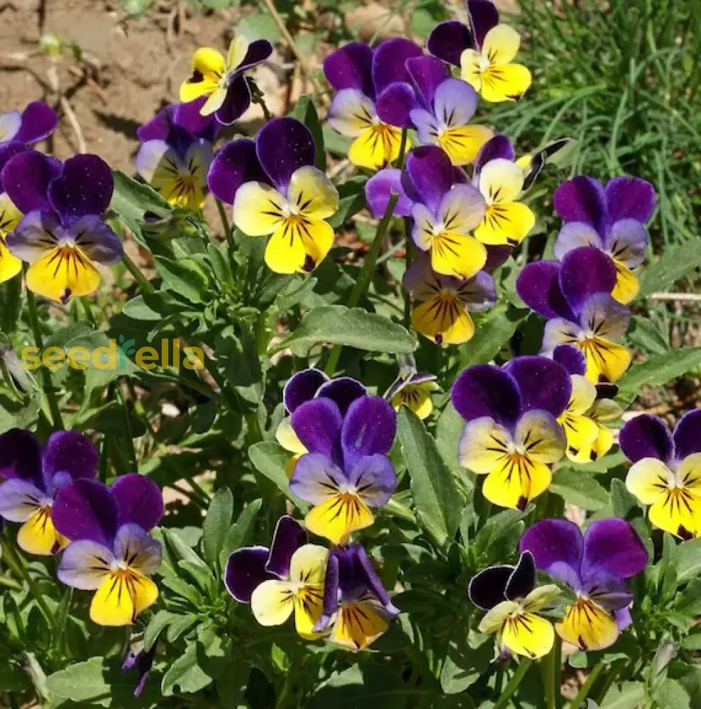 Easy Grow Wavy Viola Seeds