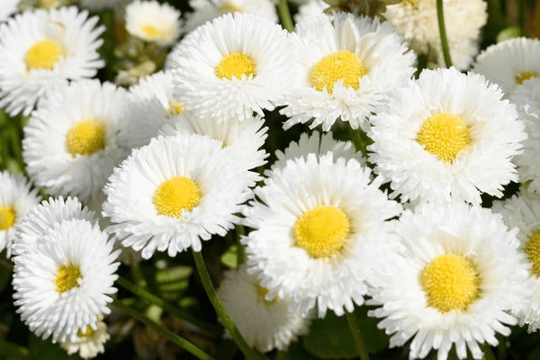 Easy Grow White Bellis Seeds