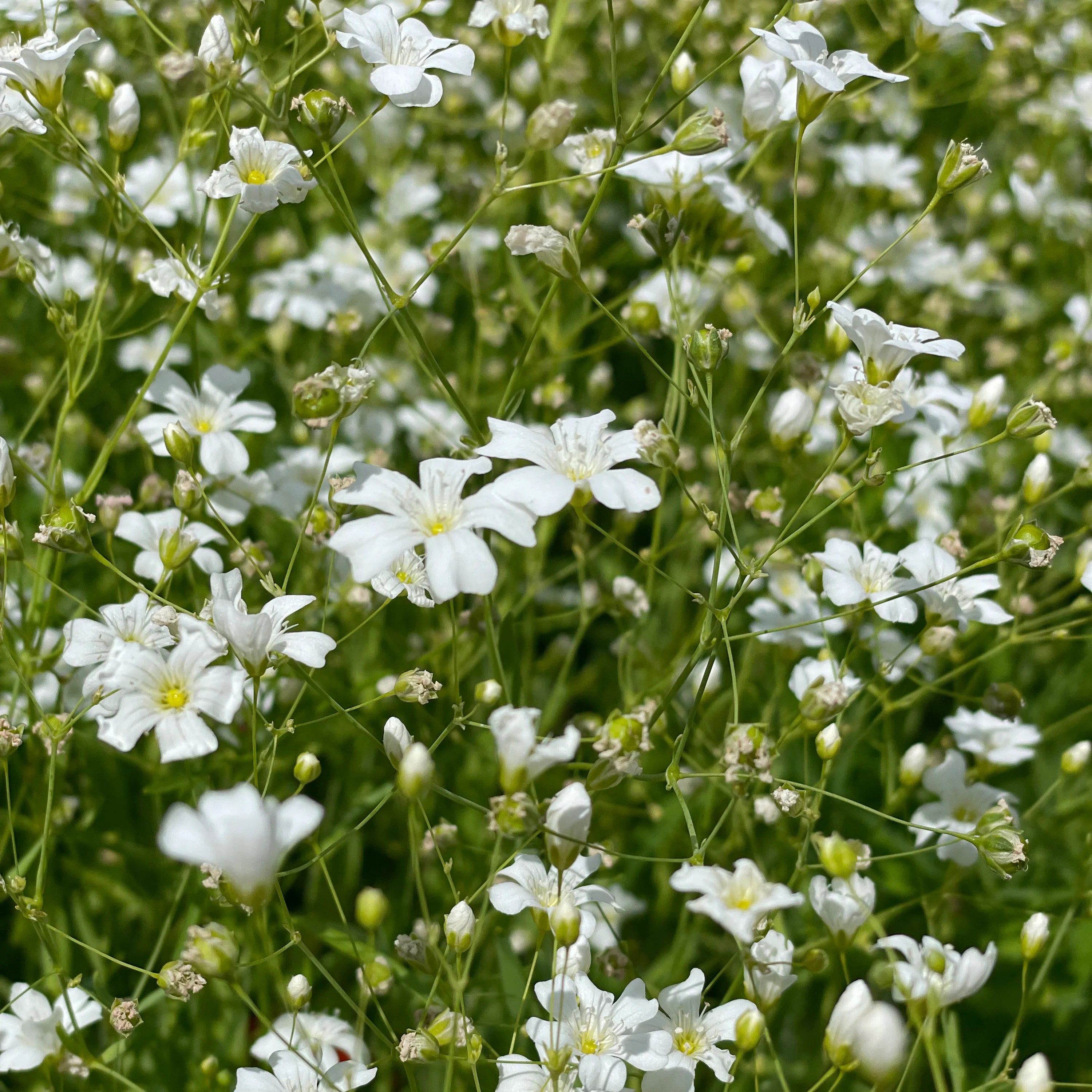 Easy Grow White Clametis Flower Seeds