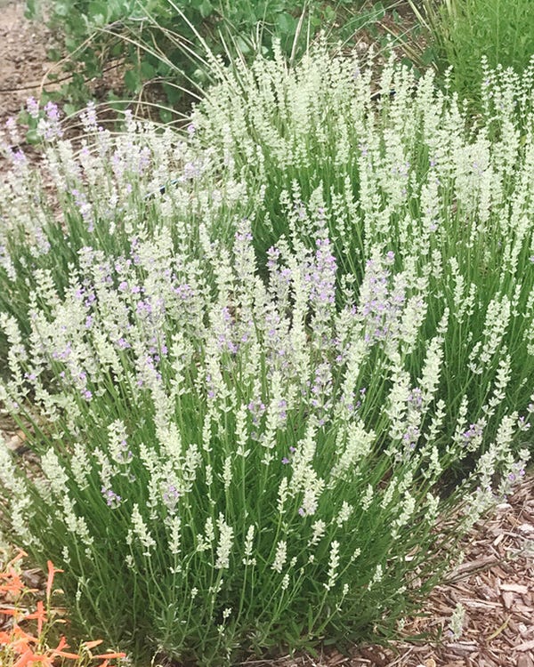 Easy Grow White Lavender Seeds