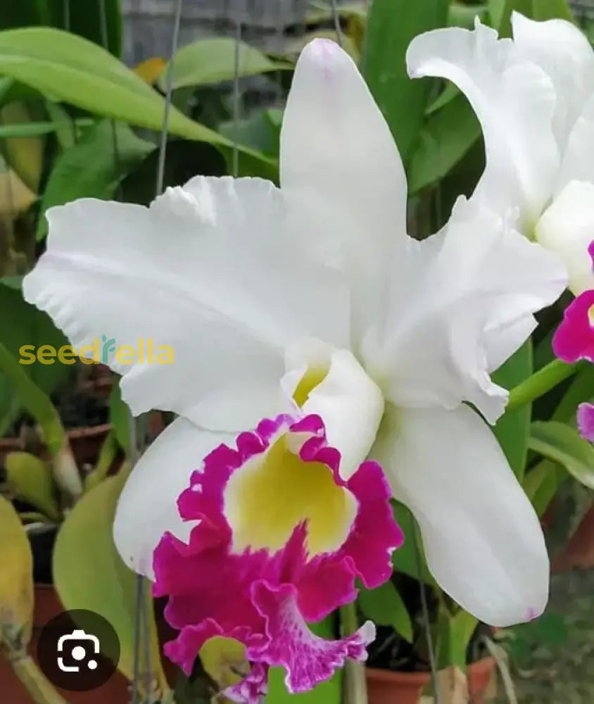 Easy Grow White Pink Cattleya Seeds